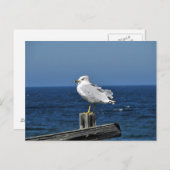 Carte postale Seagull (Devant / Derrière)