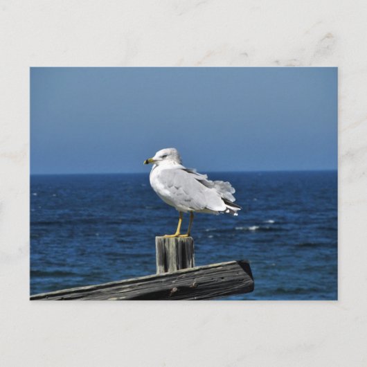 Carte postale Seagull (Devant)