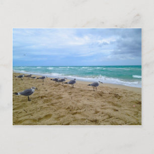 Carte postale Seagull