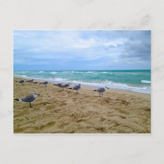 Carte postale Seagull (Devant)