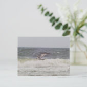 Carte postale Seagull (Debout devant)