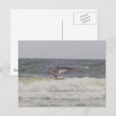 Carte postale Seagull (Devant / Derrière)