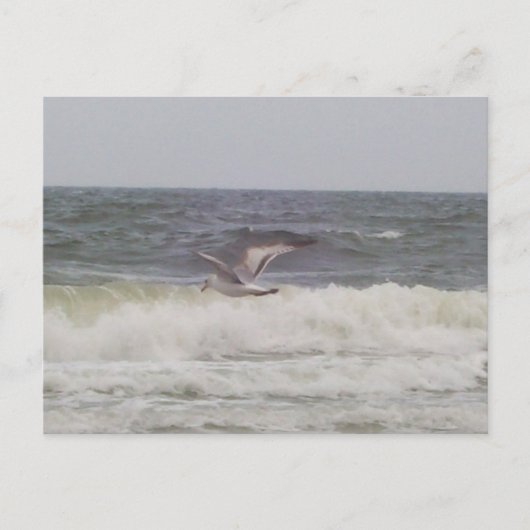 Carte postale Seagull (Devant)