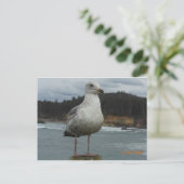 Carte postale Seagull (Debout devant)