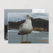 Carte postale Seagull (Devant / Derrière)
