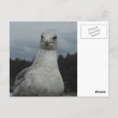 Carte postale Seagull (Dos)