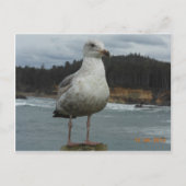 Carte postale Seagull (Devant)