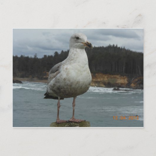 Carte postale Seagull (Devant)