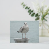 Carte postale Seagull (Debout devant)