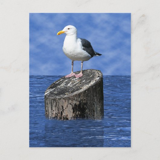 CARTE POSTALE SEAGULL (Devant)