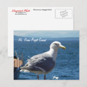 Carte postale : Seagull #1 (Devant / Derrière)