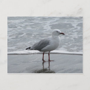 Carte Postale Seagull 2