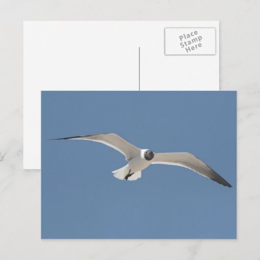 Carte postale Seagull A5 volant (Devant / Derrière)