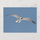 Carte postale Seagull A5 volant (Devant)