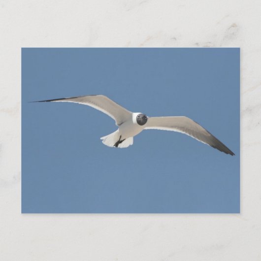 Carte postale Seagull A5 volant (Devant)