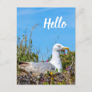 Carte Postale Seagull Bird Bonjour
