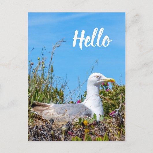 Carte Postale Seagull Bird Bonjour (Devant)