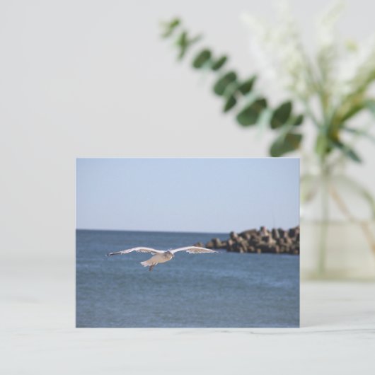 Carte postale Seagull Flying (Debout devant)