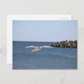 Carte postale Seagull Flying (Devant / Derrière)