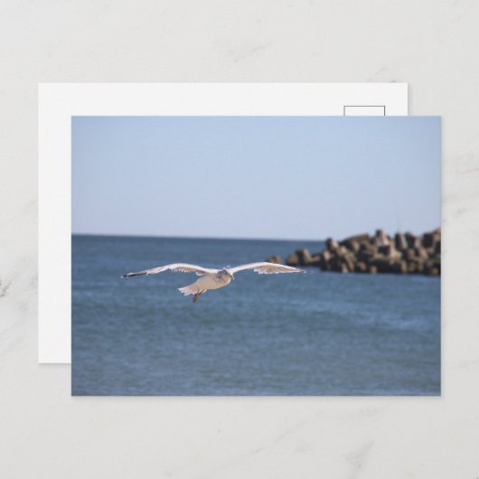 Carte postale Seagull Flying (Devant / Derrière)
