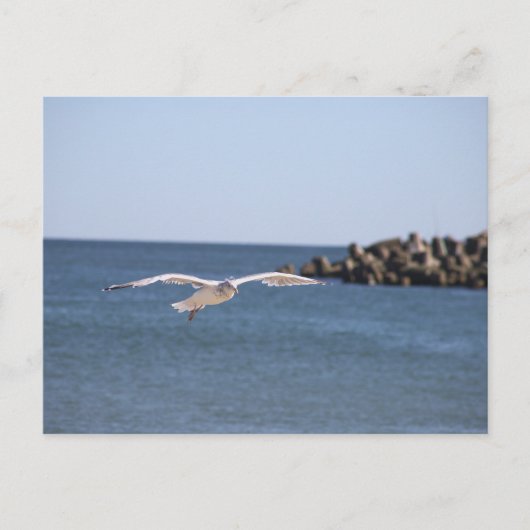 Carte postale Seagull Flying (Devant)