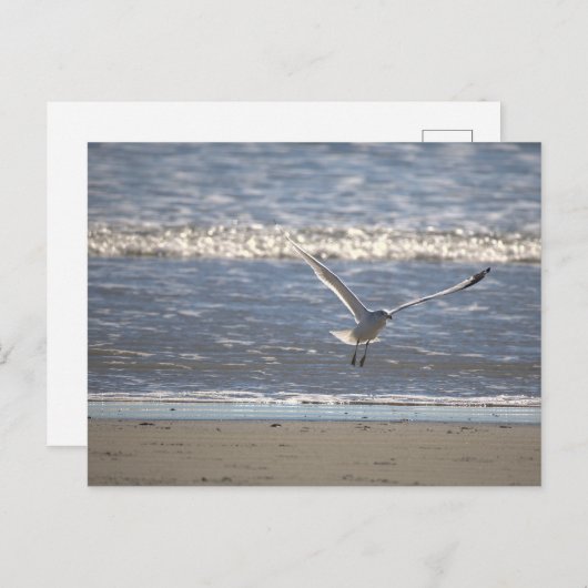 Carte Postale Seagull Flying Postcard (Devant / Derrière)