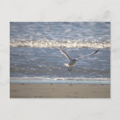 Carte Postale Seagull Flying Postcard (Devant)