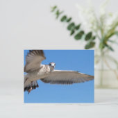 Carte postale Seagull in Flight (Debout devant)