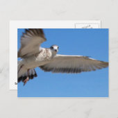 Carte postale Seagull in Flight (Devant / Derrière)