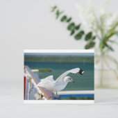 Carte Postale Seagull.JPG (Debout devant)