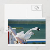 Carte Postale Seagull.JPG (Devant / Derrière)