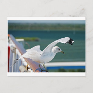 Carte Postale Seagull.JPG