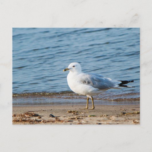 Carte Postale Seagull, Lac Ontario, Toronto, Canada (Devant)