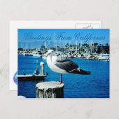 Carte postale Seagull Shores de Californie (Devant / Derrière)