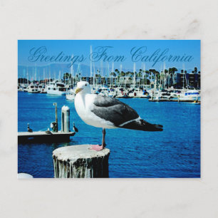 Carte postale Seagull Shores de Californie