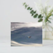 Carte postale Seagull Sky (Debout devant)