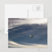 Carte postale Seagull Sky (Devant / Derrière)