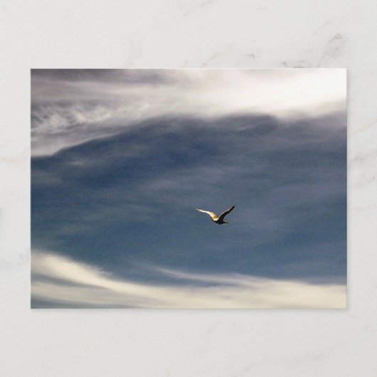 Carte postale Seagull Sky (Devant)