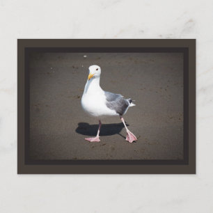 Carte postale Seagull Strut