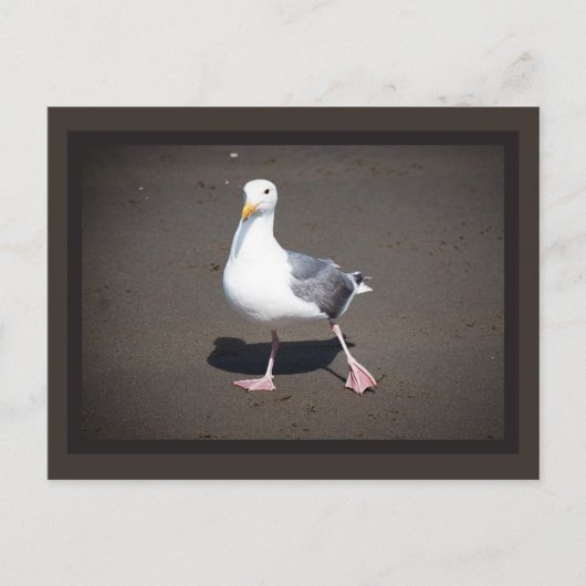Carte postale Seagull Strut (Devant)