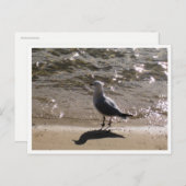 Carte Postale Seagull Wildlife Photography (Devant / Derrière)