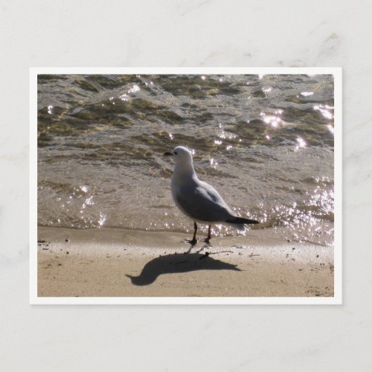 Carte Postale Seagull Wildlife Photography (Devant)
