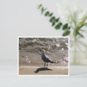 Carte Postale Seagull Wildlife Photography (Debout devant)