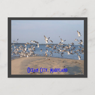 Carte postale Seaguls, Ocean City, Maryland