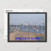 Carte postale Seaguls, Rehoboth Beach, Delaware (Devant / Derrière)