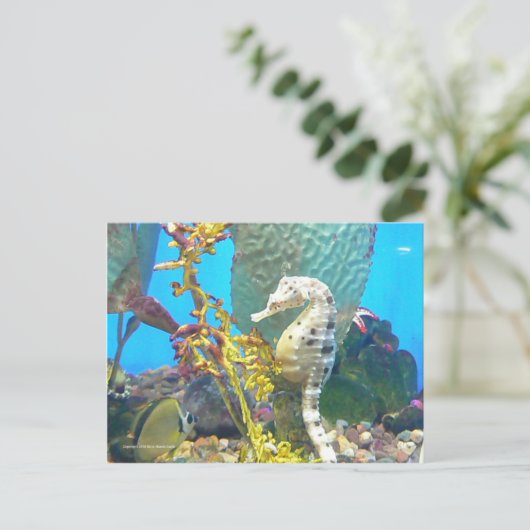 Carte Postale Seahorse (Debout devant)