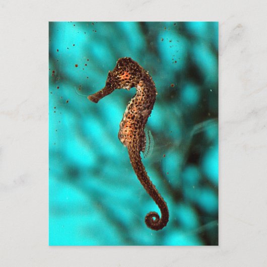 Carte postale Seahorse (Devant)