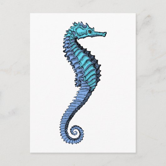 Carte Postale Seahorse (Devant)