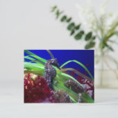 Carte Postale Seahorse (Debout devant)
