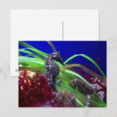 Carte Postale Seahorse (Devant / Derrière)